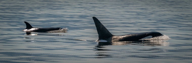 169  San Juan Islands, orca's.jpg